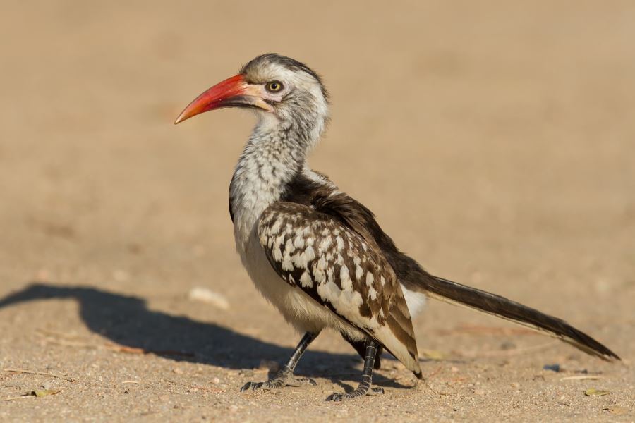 アカハシコサイチョウ                        	Red-billed Hornbill