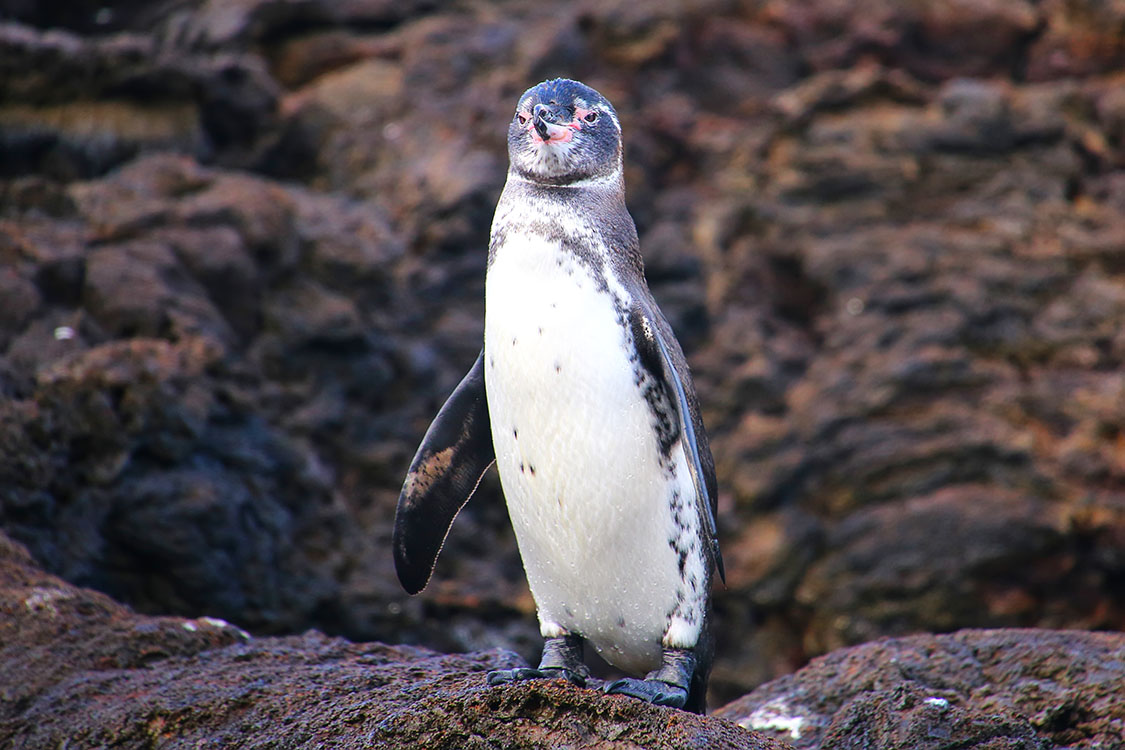 ガラパゴスペンギン Galapagos Penguin 鳥の図鑑