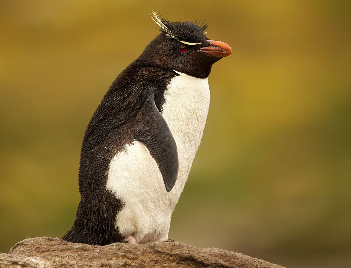 イワトビペンギン | 鳥の図鑑